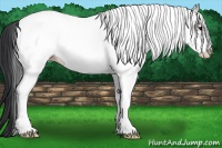 Horse Color:White Spotted Grullo Rabicano 