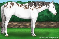 Horse Color:Bay Splash Appaloosa 