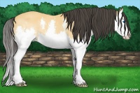 Horse Color:Buckskin Splash 