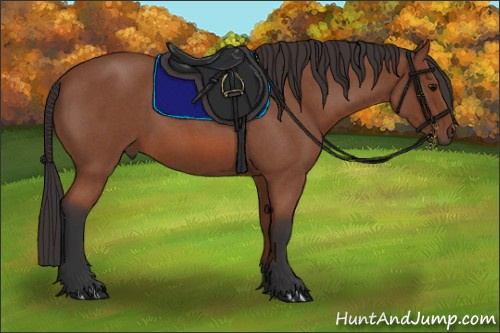 Horse Color:Bay Roan 