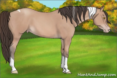 Horse Color: Amber Champagne Tobiano 