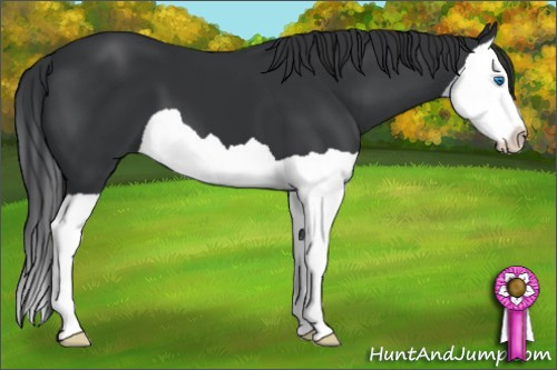 Horse Color: Black Splash 