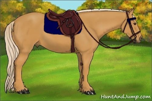 Horse Color:Palomino