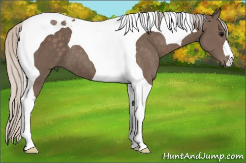 Horse Color:Silver Black Tobiano