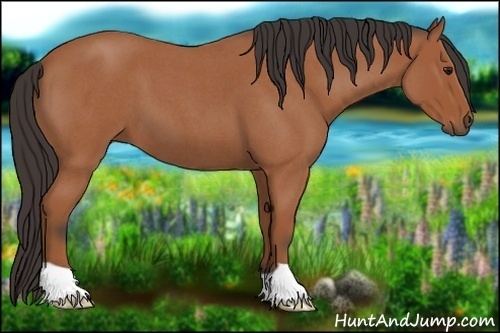 Horse Color:Bay Roan 