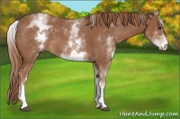 Horse Color:White Spotted Chestnut 