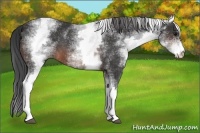Horse Color:White Spotted Brown 
