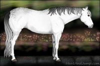 Horse Color:Gray White Spotted Black 