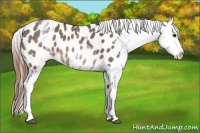 Horse Color:White Spotted Brown Dun Blanket 