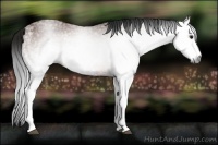 Horse Color:Gray White Spotted Bay 
