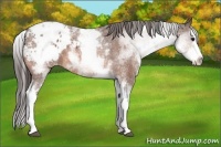 Horse Color:White Spotted Bay Splash Blanket 