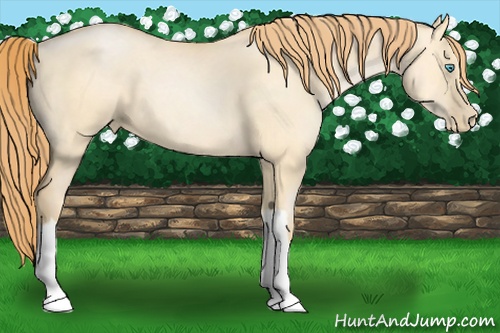Horse Color: Buckskin Pearl Dun 