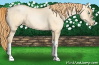 Horse Color:Buckskin Pearl Dun 