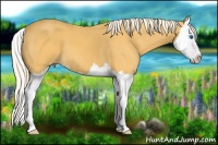 Horse Color:Palomino Sabino Splash 
