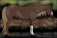 Horse Color:Liver Chestnut 