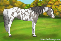 Horse Color:Grullo Roan Splash Tobiano Appaloosa 