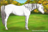Horse Color:White Spotted Bay Appaloosa 