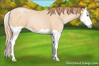 Horse Color:Buckskin Pearl Splash 