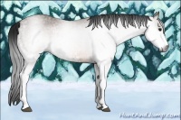 Horse Color:Gray White Spotted Buckskin 