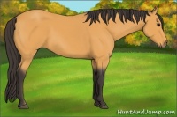 Horse Color:Buckskin 