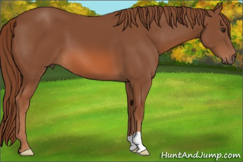 Horse Color: Liver Chestnut 