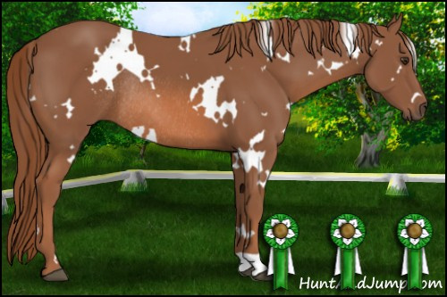 Horse Color: White Spotted Liver Chestnut Rabicano 