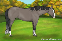 Horse Color:Grullo Splash 