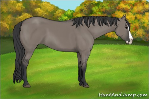 Horse Color: Grullo Splash 