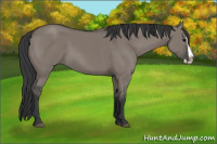 Horse Color:Grullo Splash 
