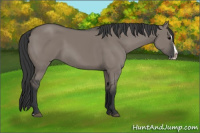Horse Color:Grullo Splash 