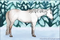 Horse Color:Gray Silver Bay 