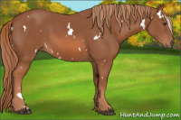 Horse Color:White Spotted Liver Chestnut 