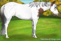 Horse Color:Bay Roan Splash Tobiano Frame
