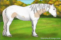 Horse Color:Red Dun Splash Tobiano