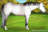 Horse Color:Gray Bay 