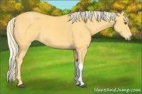 Horse Color:Palomino
