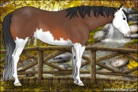 Horse Color:Bay Splash 