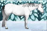 Horse Color:Gray Black Ice Tobiano Appaloosa
