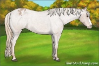 Horse Color:Red Roan Splash Appaloosa 