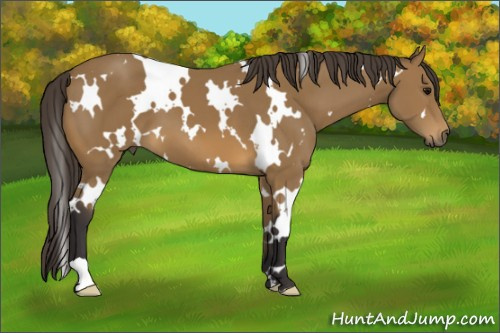 Horse Color: White Spotted Buckskin 