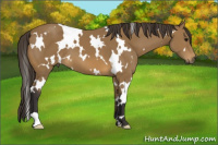 Horse Color:White Spotted Buckskin 