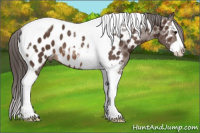 Horse Color:Brown Splash Tobiano Near Leopard 