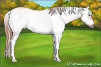 Horse Color:Red Dun Sabino Splash Frame Rabicano 