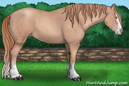 Horse Color:Gold Champagne Roan Splash 