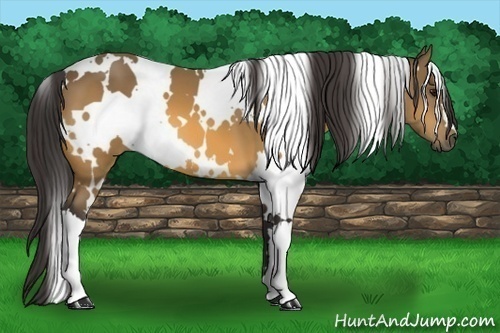 Horse Color:White Spotted Buckskin 