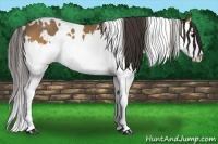 Horse Color:White Spotted Buckskin Splash 