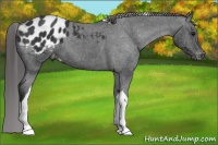 Horse Color:Black Tobiano Appaloosa 