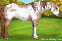 Horse Color:Liver Red Dun Frame Appaloosa 