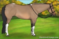 Horse Color:Bay Dun Tobiano 