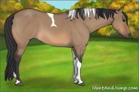 Horse Color:Bay Dun Tobiano 